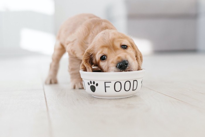 FOODと書かれたお皿で食事をするコッカーの子犬