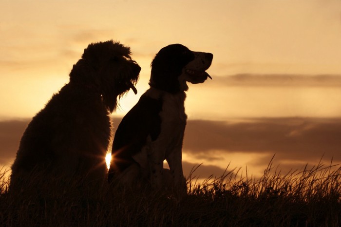 2匹の犬と夕日