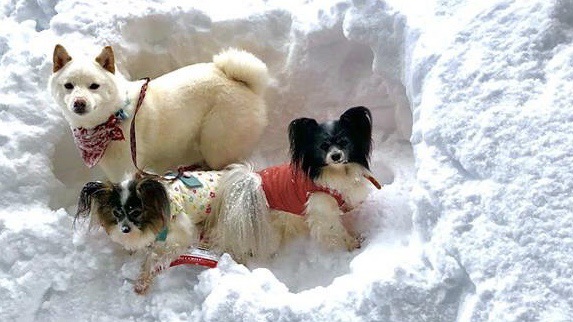 雪穴に犬達