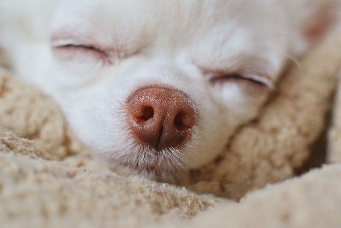 毛布にくるまれて眠る犬の顔