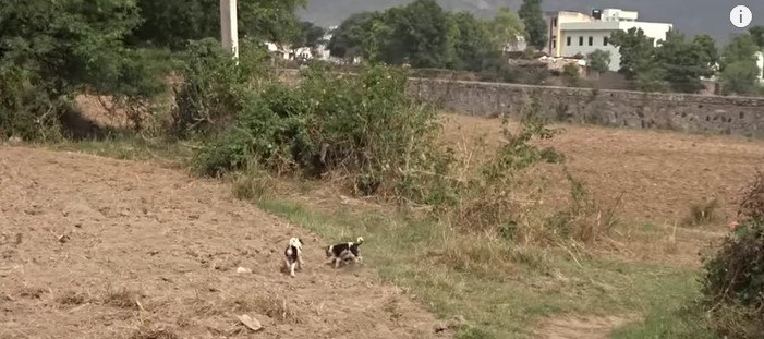 母犬と子犬