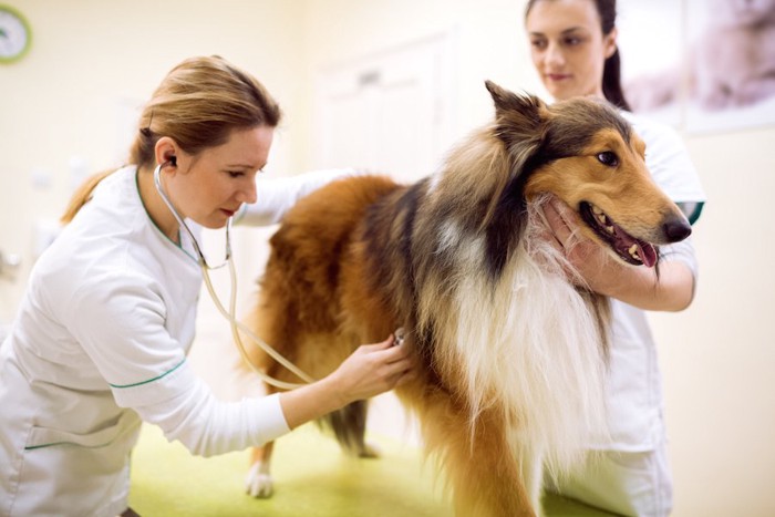病院で健康診断を受ける犬