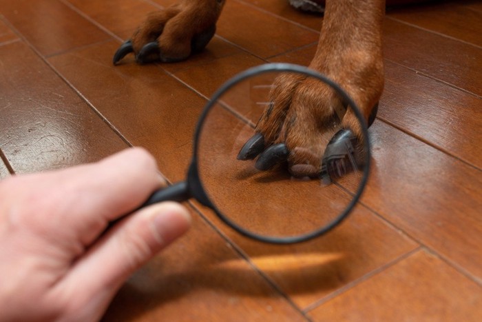 犬の足を見る虫眼鏡