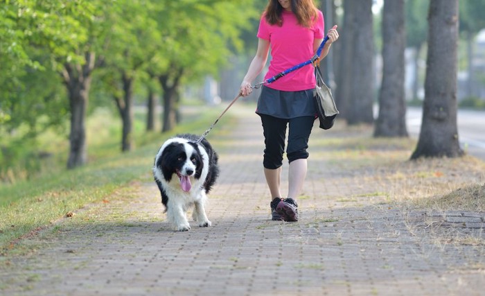 ボーダーコリーと散歩をする女性