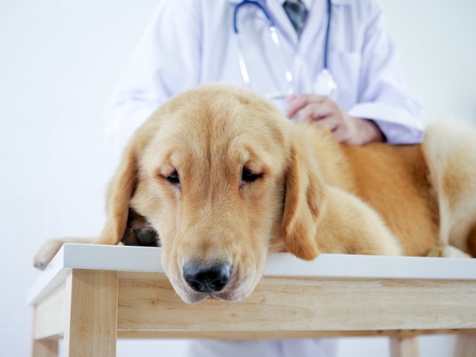 病院で獣医師の診察を受ける元気のない犬