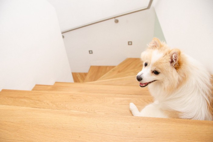 階段の途中で座る犬