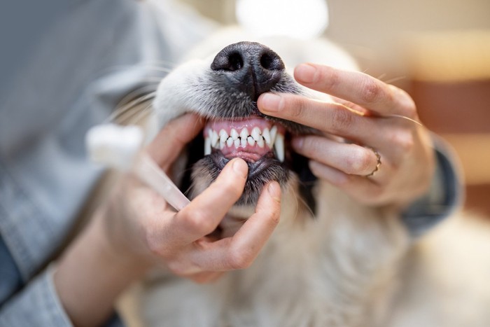犬の前歯のチェック、歯ブラシを持つ手