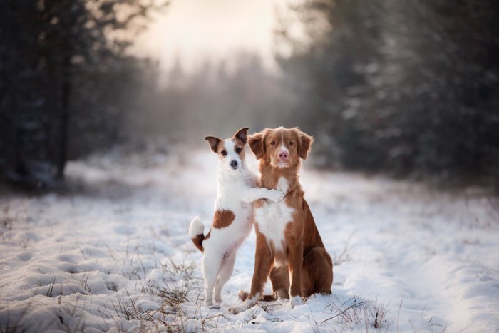 雪の上で寄り添う二匹の犬