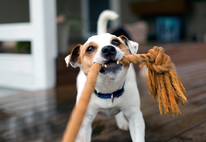 ロープのおもちゃを飼い主と引っ張り合う犬