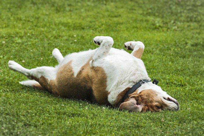 芝生に仰向けになる犬