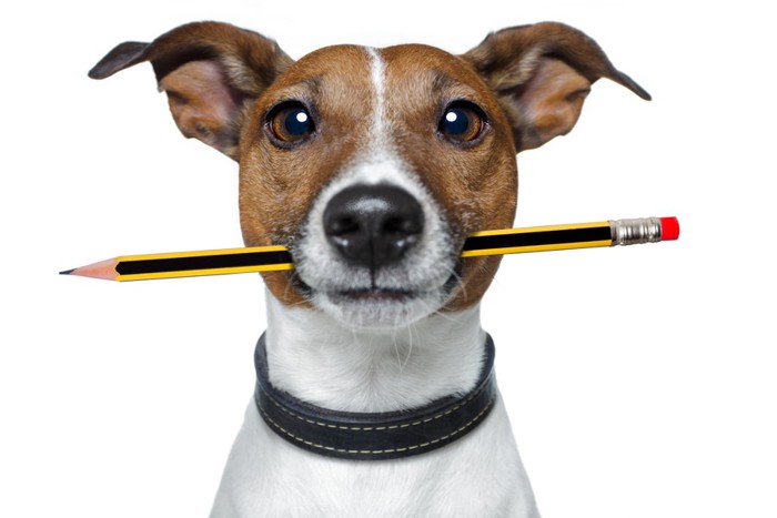 鉛筆を咥える犬