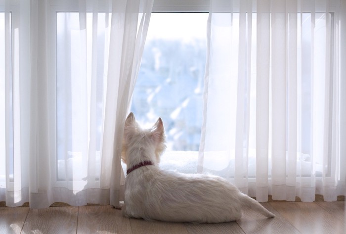 窓の外を眺める白い犬