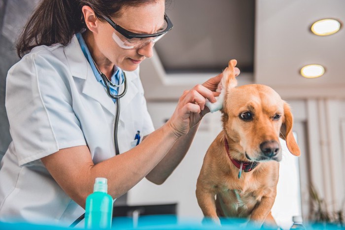 病院で耳掃除を受ける犬