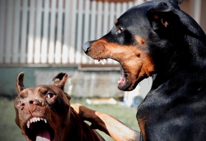牙をむきケンカをする2匹の犬