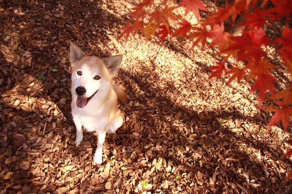 紅葉の木の下の犬