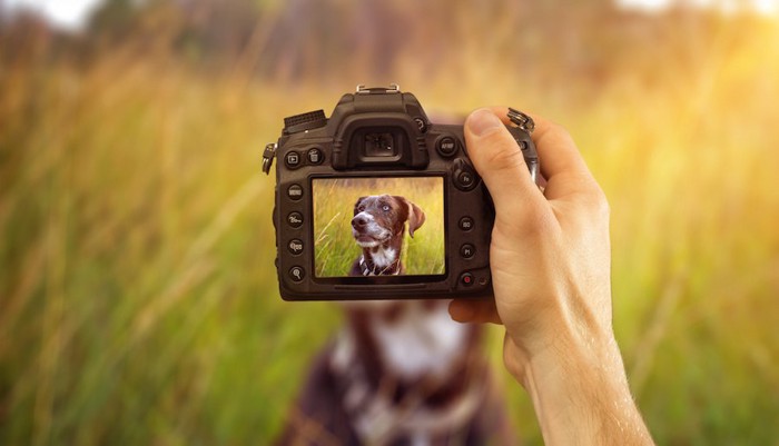 カメラを持つ人の手とカメラにうつる犬