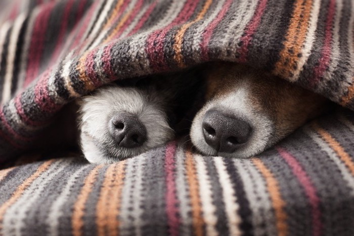 仲良く眠る2匹の犬