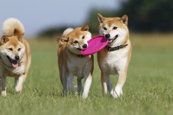 ディスクを運ぶ三頭の柴犬
