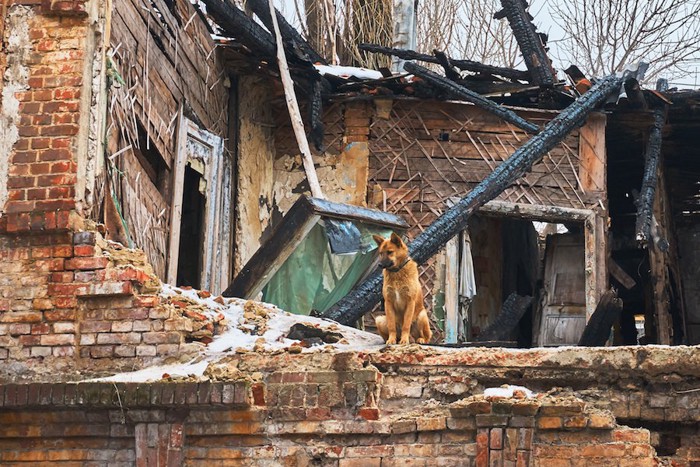 崩れた家のそばに座る犬