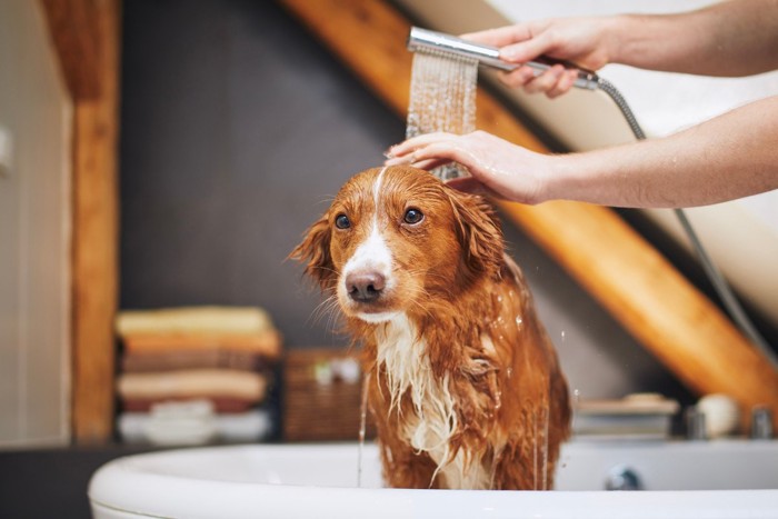 シャワーをかけられている犬