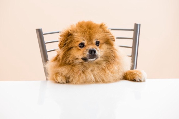 テーブルに手を置き、椅子に座っている犬