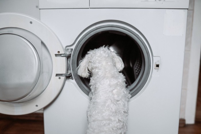 洗濯機の中を覗く白い犬の後ろ姿
