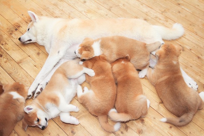 授乳中の母犬と秋田犬の子犬たち