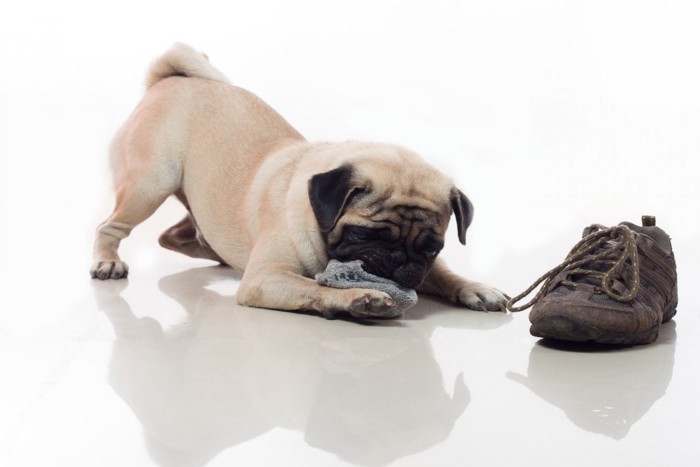 靴下と靴に興味を示す犬