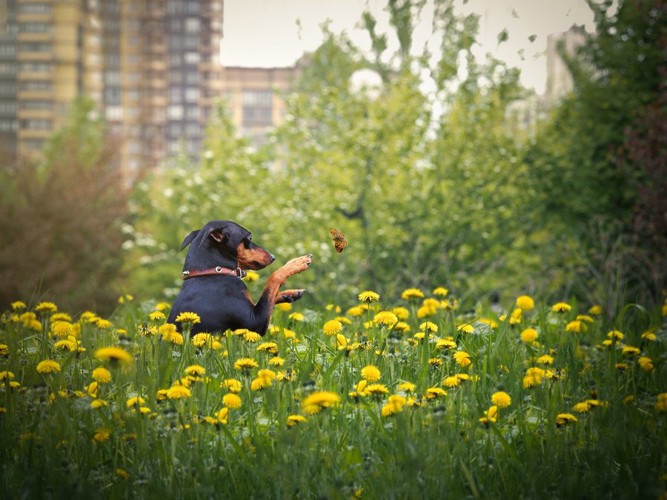 黄色いお花の中で蝶と戯れる犬