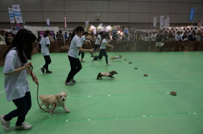 犬の運動会