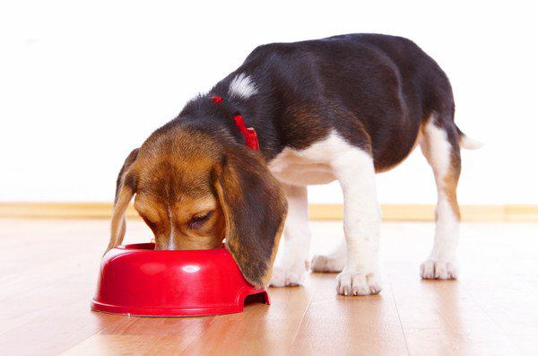 赤い食器で食事をするビーグルの子犬