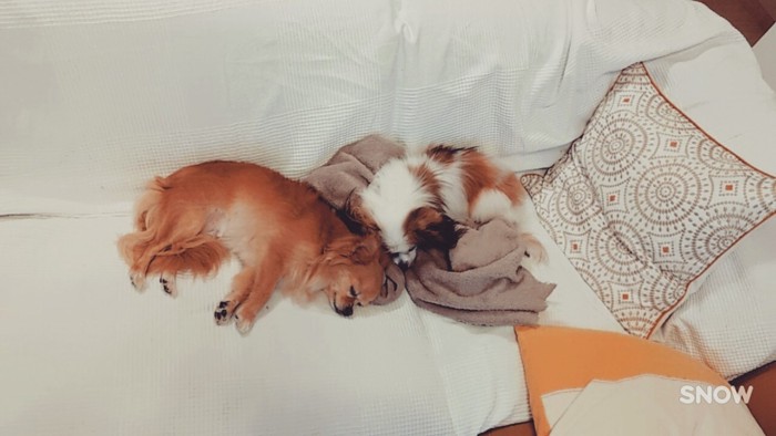 犬が二匹で寝ている