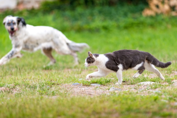 走る犬と猫