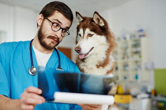 レントゲン結果を見る犬と医師