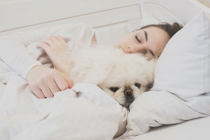 女性と一緒に寝る白い犬