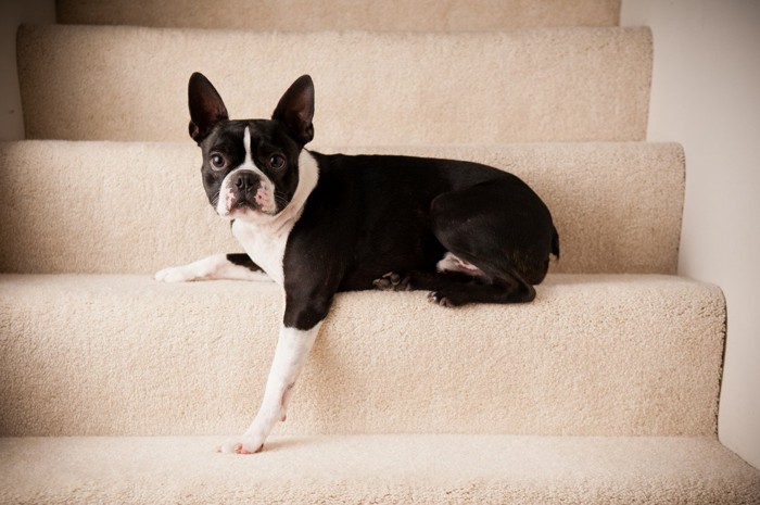 階段に座る犬