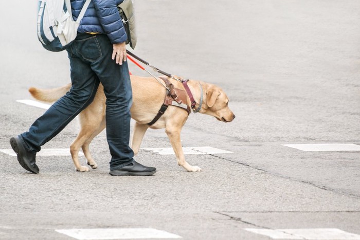 利用者と一緒に道路を歩く盲導犬