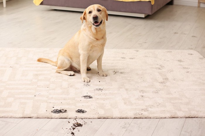 敷物に座る犬と床の泥