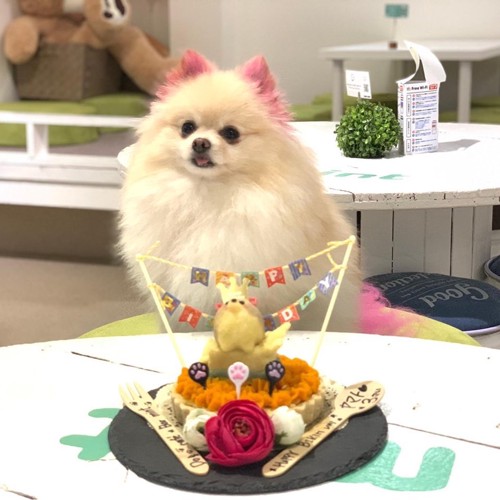 看板犬と犬用ケーキ写真