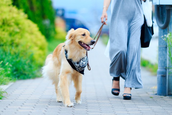 散歩する犬とサンダルを履いた女性