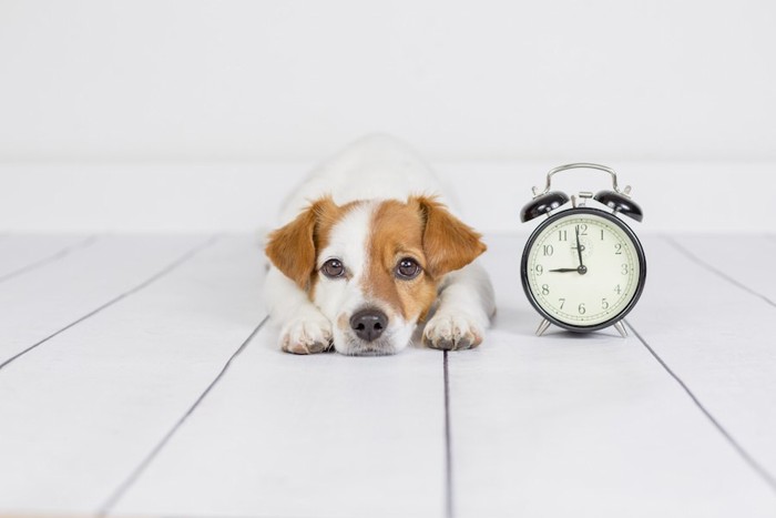 時計の横で伏せる犬