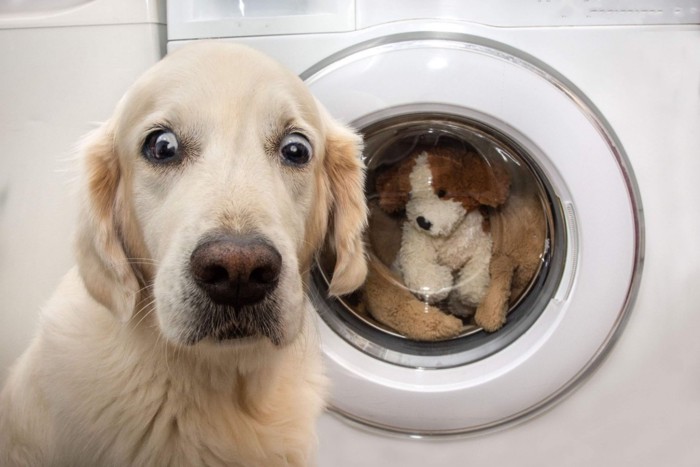 洗濯機に驚く犬