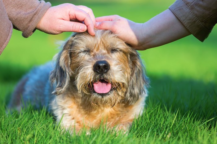 芝生の上で頭を撫でられる垂れ耳の犬
