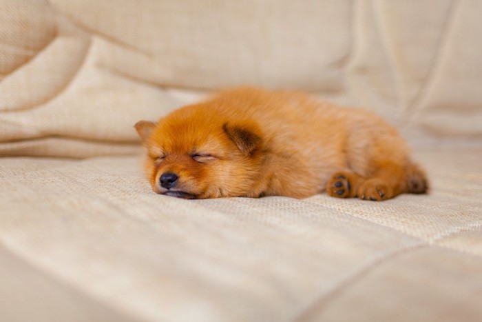 眠っている赤毛の子犬
