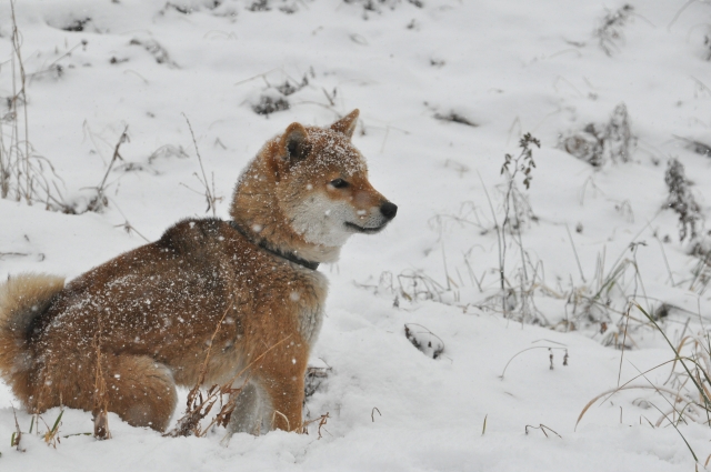 雪の中の柴犬の写真