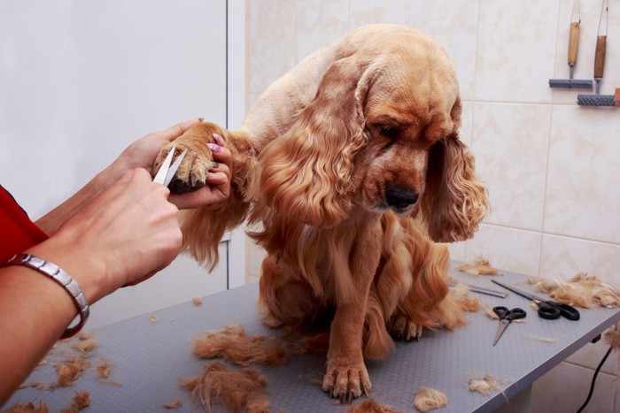 手の被毛をカットしている犬