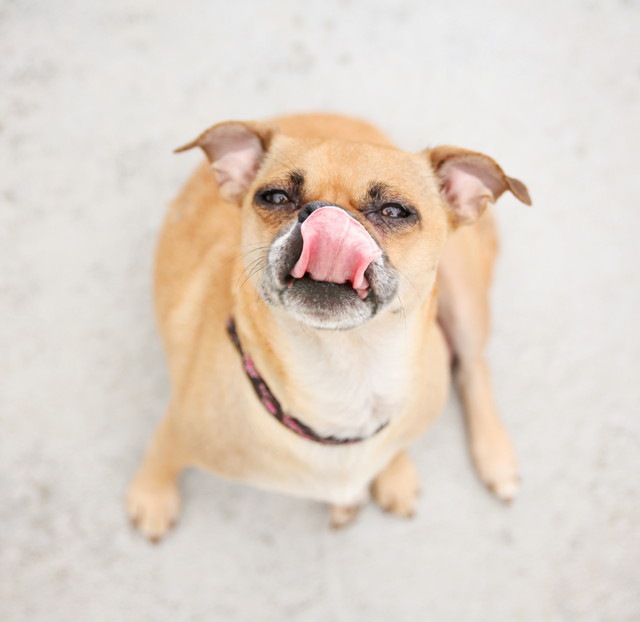 舌を出している犬