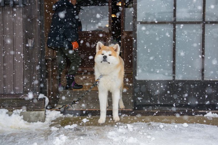 雪を見つめる秋田犬