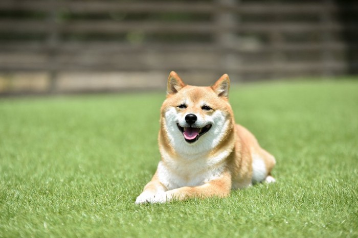 芝生の上に座り込む柴犬