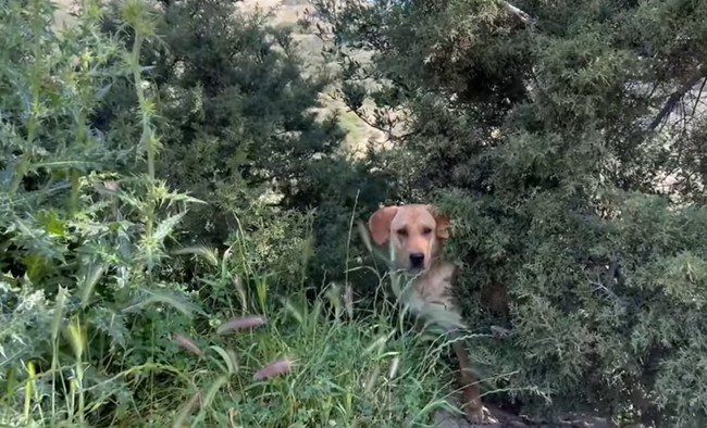 茂みから顔を出す犬